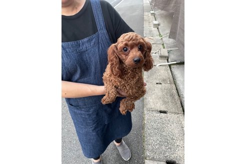 ルコちゃん1枚目