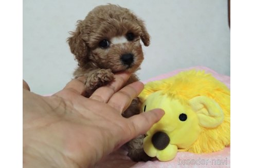 成約済の愛知県のタイニープードル-350261の10枚目