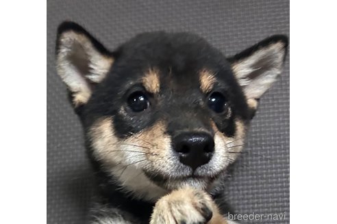 成約済の福岡県の豆柴-343640の7枚目