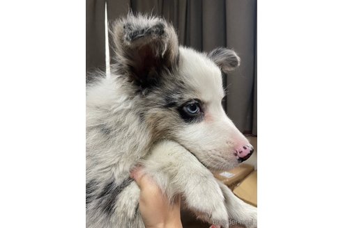 成約済の東京都のボーダーコリー-335614の4枚目