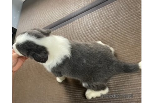 成約済の東京都のボーダーコリー-351361の5枚目