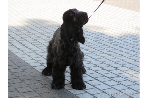 成約済の山口県のイングリッシュコッカースパニエル-326680の3枚目
