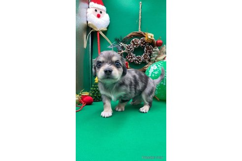成約済の福岡県のチワックス:チワワ×ミニチュアダックスフンド-351364の2枚目