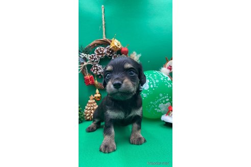 成約済の福岡県のチワックス:チワワ×ミニチュアダックスフンド-351369の2枚目