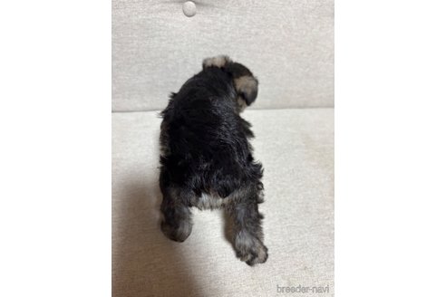 成約済の福岡県のミニチュアシュナウザー-351373の5枚目