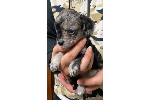 成約済の岡山県のチワプー:チワワ×トイプードル-346373の1枚目