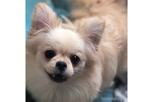 成約済の東京都のミックス犬-349077の1枚目