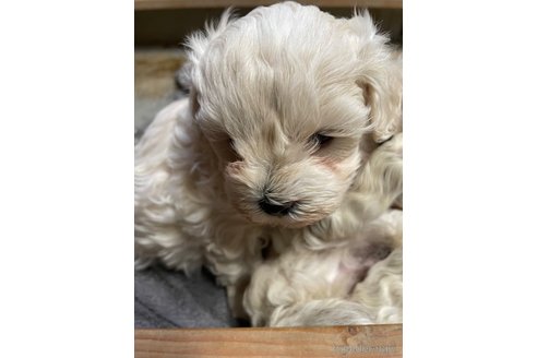 成約済の栃木県のマルプー:マルチーズ×トイプードル-344599の5枚目