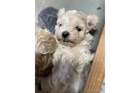 成約済の栃木県のマルプー:マルチーズ×トイプードル-344600の4枚目