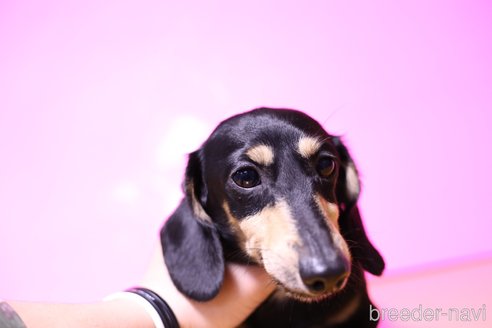 成約済の愛知県のカニンヘンダックスフンド(スムースヘアード)-351415の4枚目