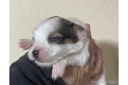 成約済の岡山県のパピヨン-348781の3枚目