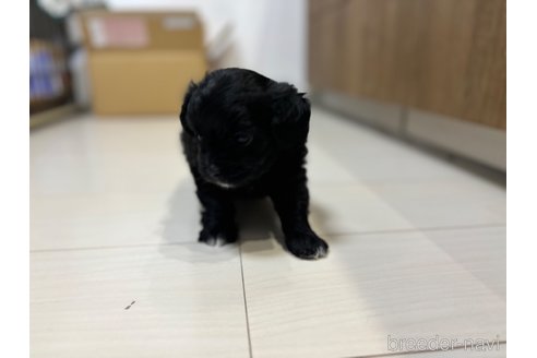 成約済の長崎県のチワプー:チワワ×トイプードル-351432の4枚目