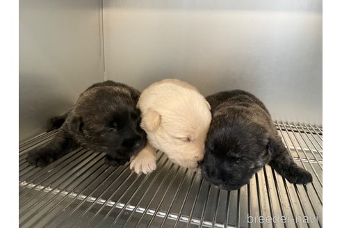 成約済の千葉県のスコティッシュテリア-349179の2枚目