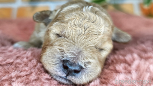 成約済の愛知県のミックス犬-349831の45枚目