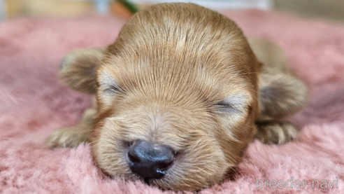 成約済の愛知県のミックス犬-349811の29枚目