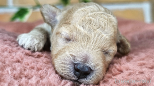 成約済の愛知県のミックス犬-349817の27枚目