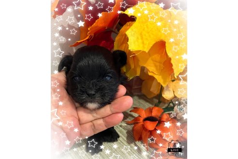 成約済の愛媛県のミックス犬-351447の3枚目