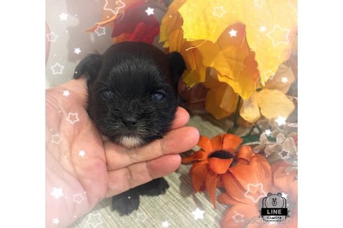 成約済の愛媛県のミックス犬-351447の1枚目