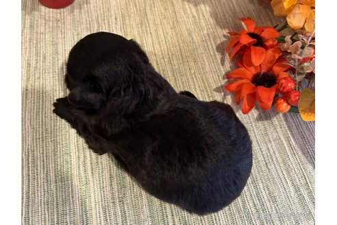 成約済の愛媛県のミックス犬-351447の4枚目