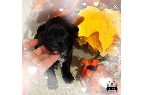 成約済の愛媛県のミックス犬-351448の3枚目