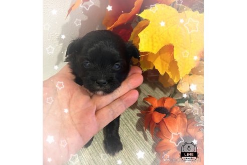 成約済の愛媛県のミックス犬-351448の1枚目