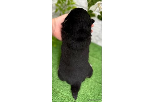 成約済の埼玉県の豆柴-351454の2枚目