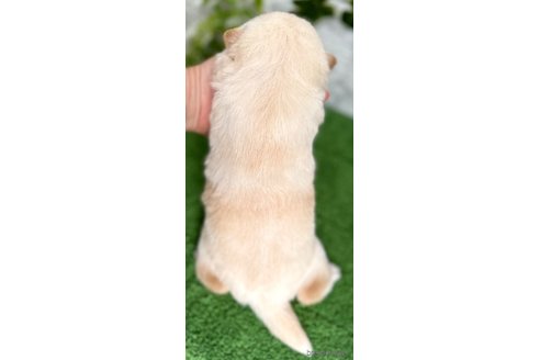成約済の埼玉県の豆柴-351455の9枚目