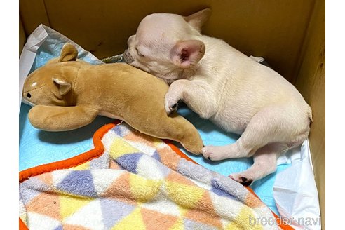 成約済の愛知県のフレンチブルドッグ-351198の28枚目