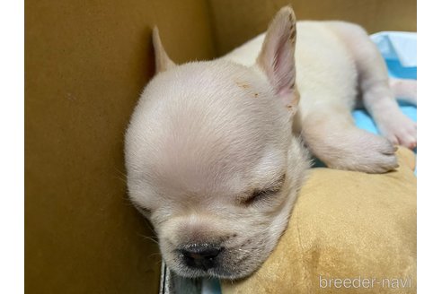 成約済の愛知県のフレンチブルドッグ-351198の27枚目