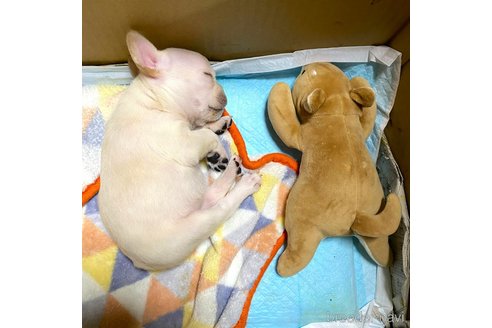 成約済の愛知県のフレンチブルドッグ-351198の26枚目