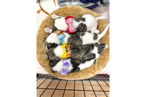 成約済の愛知県のウィペット-349964の18枚目