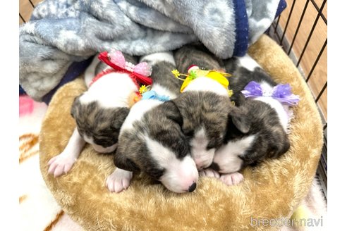 成約済の愛知県のウィペット-349964の20枚目