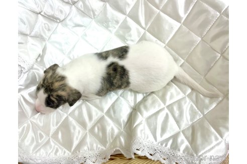 成約済の愛知県のウィペット-349972の32枚目