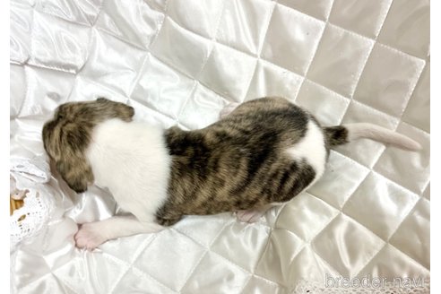 成約済の愛知県のウィペット-349981の22枚目