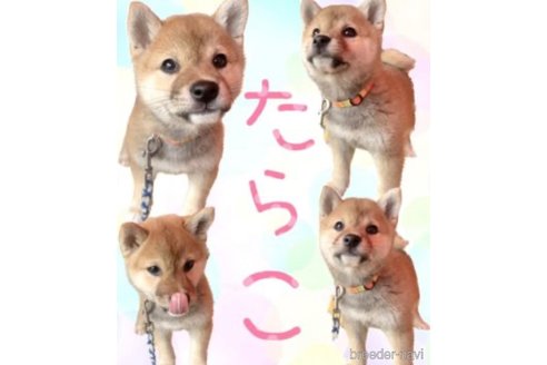たらこちゃん1枚目