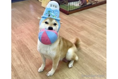 たらこちゃん1枚目