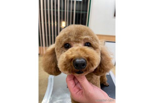 ピザくん1枚目