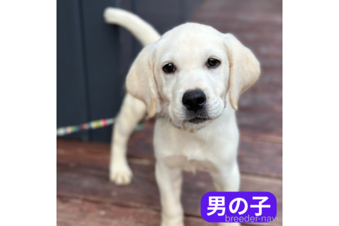 成約済の山口県のラブラドールレトリーバー-343083の1枚目