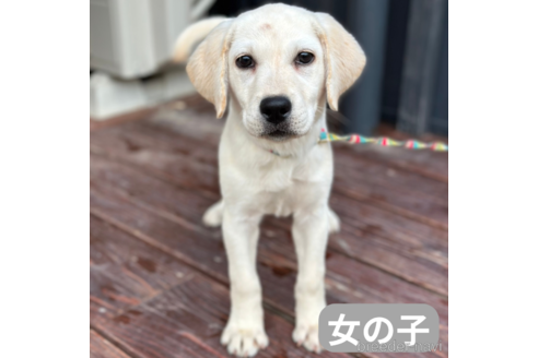 成約済の山口県のラブラドールレトリーバー-349143の1枚目