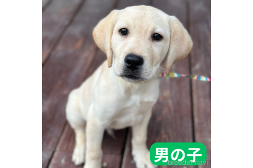 成約済の山口県のラブラドールレトリーバー-344412の1枚目