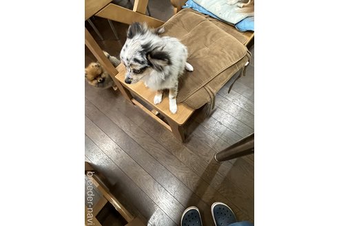 成約済の兵庫県のチワワ(ロングコート)-331312の3枚目