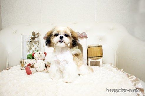 成約済の佐賀県のシーズー-326241の1枚目