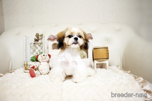 成約済の佐賀県のシーズー-326241の5枚目