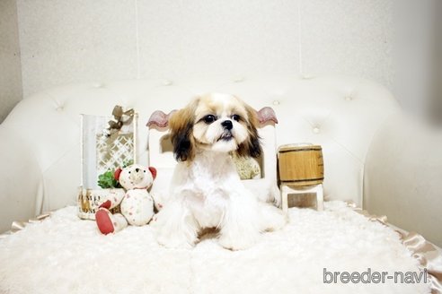 成約済の佐賀県のシーズー-326241の4枚目