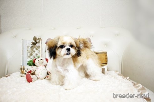 成約済の佐賀県のシーズー-326241の3枚目