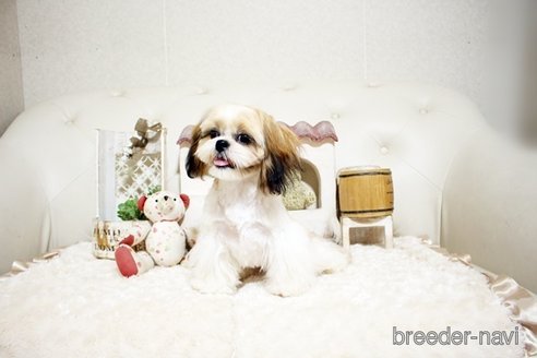 成約済の佐賀県のシーズー-326241の2枚目