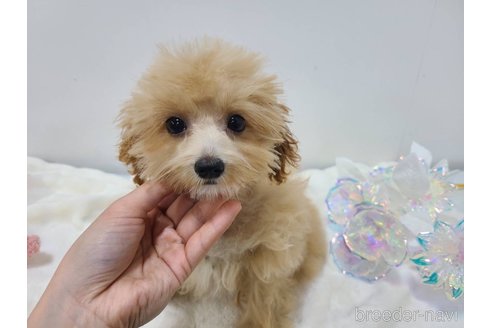成約済の東京都のマルプー:マルチーズ×トイプードル-326777の10枚目
