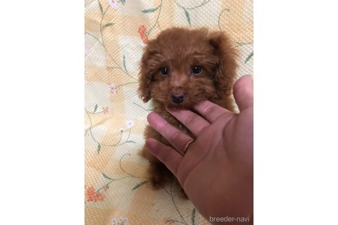 成約済の兵庫県のトイプードル-343510の11枚目