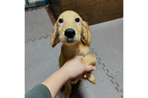 成約済の東京都のミックス犬-351527の1枚目