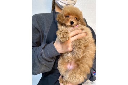 成約済の熊本県のティーカッププードル-344008の4枚目